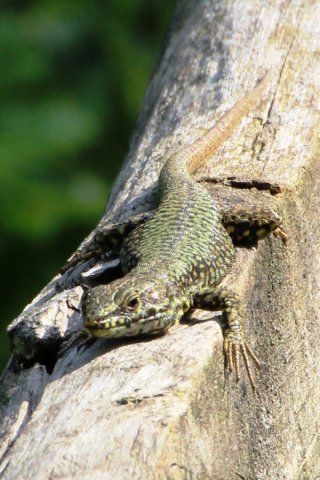 130_un componente dello stagno